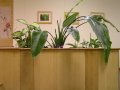 bamboo wall panels
